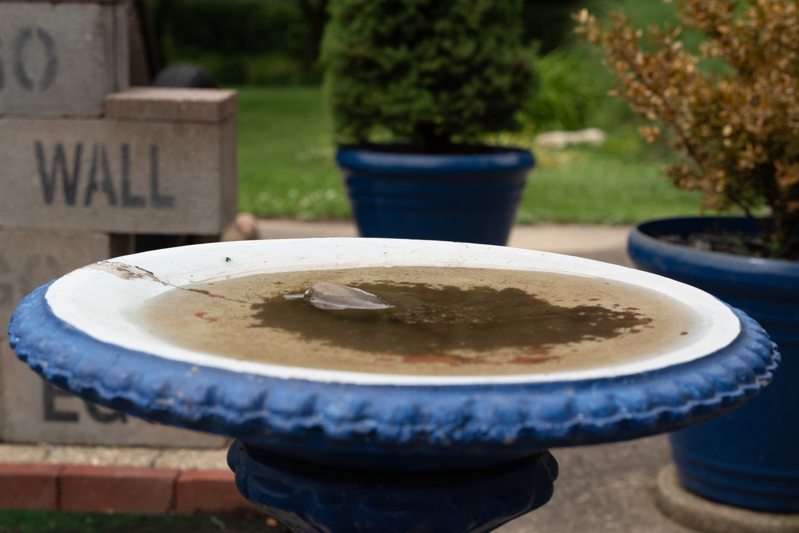 empty bird bath